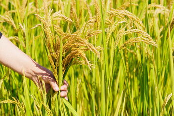 Holding Northeastern rice in hands