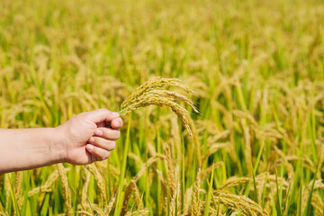 Holding Northeastern rice in hands