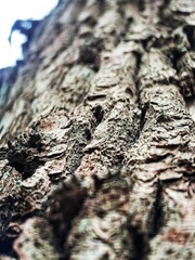 bark of a tree
