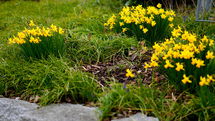 Yellow spring flowers in the field and sun.