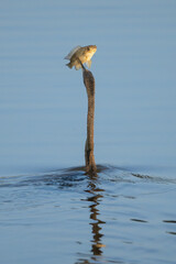 Oriental darter - Anhinga melanogaster, snakebird emerging from water with fish impaled on beak....