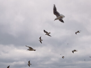 Seagulls Flying Against a Cloudy Sky at Coastal Location During Late Afternoon