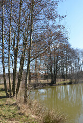 Obraz premium Waldteich im März