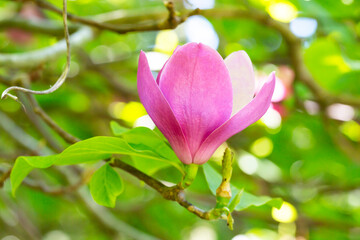 Fototapeta premium Pink flowers of Chinese magnolia or saucer, Magnolia x soulangeana, early spring, natural floral pink background, selective focus.