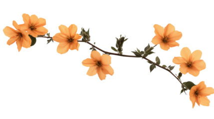 Orange branch flower isolated on white background