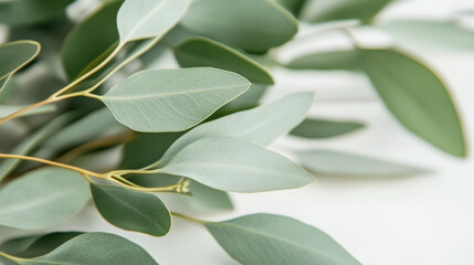 Eucalyptus leaves and branches frame, aromatic herb. Evergreen plant border, condiment or spice for essential oil and medicine isolated on background. Natural green foliage decor realistic 3d vector