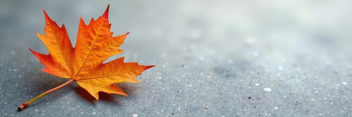 Obraz premium Grey backdrop, single fiery orange leaf, cluster of yellow larch needles , vibrant, foliage, grey