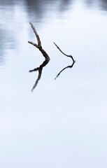 Tranquil reflection surreal branchs over calm waters in minimalist landscape. 