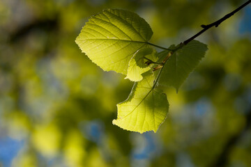Young maple sprout in the spring sun. Glowing leaves in the ambient light  against green background.