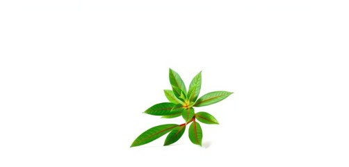 Single vibrant green plant, isolated on pure white , plant, macro