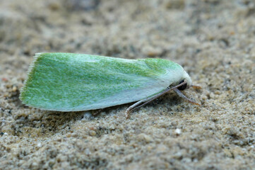 Closeup on a colorful Cream-bordered Green Pea micro moth, Earias clorana