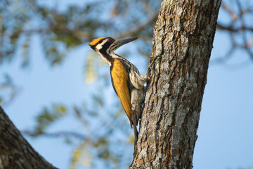 White-naped woodpecker - Chrysocolaptes festivus on tree with sky in background. Photo from Wilpattu National Park in Sri Lanka.