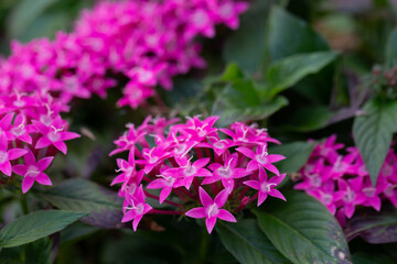 Vibrant Pentas Lanceolata in Bloom, Colorful Mix of Pentas Flowers, Pentas Lanceolata