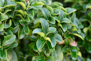 Fresh green buxus (Buxus sempervirens) leaves. Close-up of evergreen bush boxwood in the nature. Concept: Greenery, natural pattern, nature texture.
