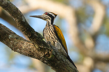 White-naped woodpecker - Chrysocolaptes festivus on tree with sky in background. Photo from Wilpattu National Park in Sri Lanka. Close up.