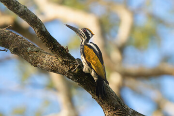 White-naped woodpecker - Chrysocolaptes festivus on tree with sky in background. Photo from Wilpattu National Park in Sri Lanka. 
