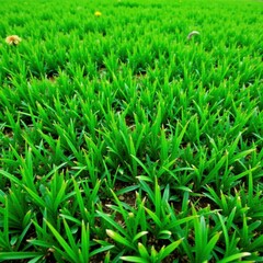 Obraz premium Lush, vibrant green lawn, perfectly manicured , picture, pasture, meadow