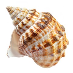 Obraz premium Shell seashell animal conch.