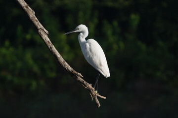 Little egret - Egretta garzetta perched at dark green background. Photo from Wilpattu National Park in Sri Lanka. Isolated.