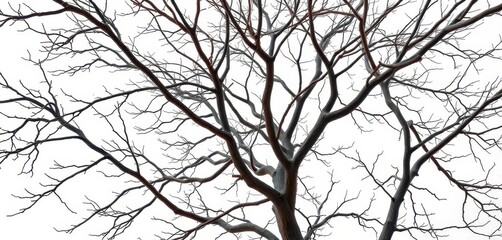 Obraz premium Bare, intricately branched tree limbs isolated on pure white backdrop, botany, branch