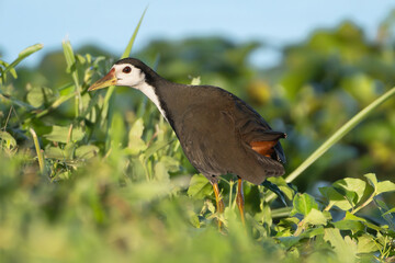 white-breasted waterhen - Amaurornis phoenicurus going in green grass. Photo from Wilpattu National Park in Sri Lanka.