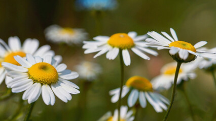 Fototapeta premium A field of beautiful daisies blooming under the sunlight.