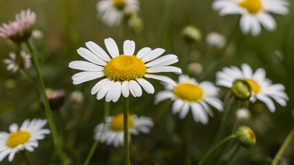 A field of beautiful daisies blooming under the sunlight.
