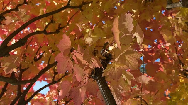 Autumn leaves viburnum opulus guelder rose bush.