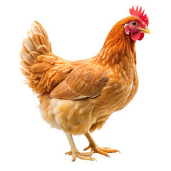 Fototapeta premium chicken isolated on white background