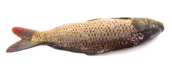 One fresh fish ready for cooking.