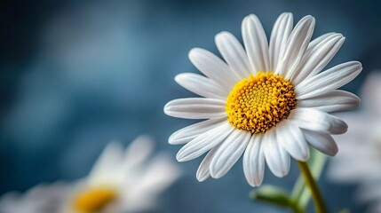 Detailed daisy with a focus on its intricate petal arrangement and sunny yellow center, evoking warm summer vibes, artistic comic book style