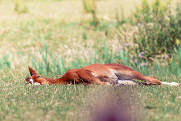 young foal lying on the grass in a lush green meadow, surrounded by wildflowers and plants. 