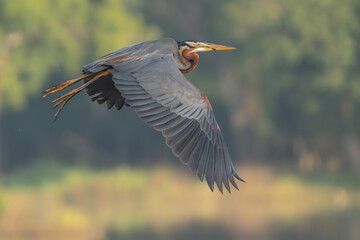 Purple heron - Ardea purpurea in flight with spanned wings at dark green yellow background. Photo from Wilpattu National Park in Sri Lanka. A. p. manilensis