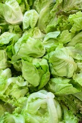 Close-up of fresh green organic lettuce leaves, including romaine and butterhead lettuce, displayed together. Freshly harvested.