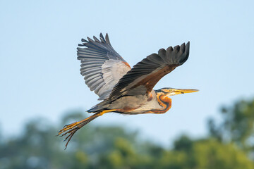 Fototapeta premium Purple heron - Ardea purpurea in flight with spanned wings with blue sky in background. Photo from Wilpattu National Park in Sri Lanka. A. p. manilensis