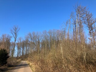 Frühlingserwachen auf dem Wälkesberg in Menden im Sauerland