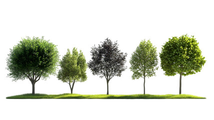 Obraz premium Lush Green Trees Nature Scene Spring Foliage Row of Trees Summer Landscape Park Gard