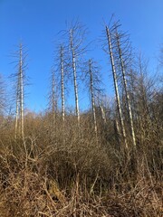 Obraz premium Frühlingserwachen auf dem Wälkesberg in Menden im Sauerland
