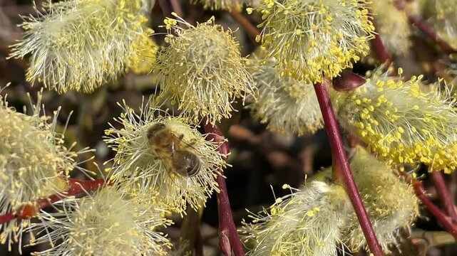 Bienen auf Weidenk&auml;tzchen.