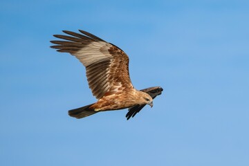 Obraz premium brahminy kite - Haliastur indus indus, red-backed sea-eagle with spanned wings in flight with blue sky in background. Photo from Wilpattu National Park in Sri Lanka. Isolated.