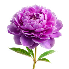 pink dahlia isolated on white