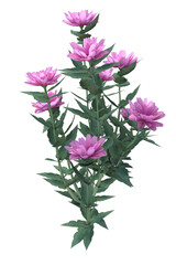 A bush of zinnia pink flowers, from the Asteraceae family, on transparent background. 3D illustration. 
