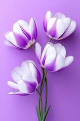 Fototapeta premium Elegant purple and white tulips against a soft lavender background, perfect for spring decor and floral arrangements