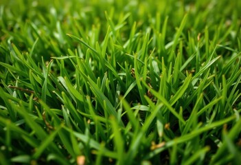 Obraz premium Close-up of lush, green golf course grass showing texture and blades, nature, chlorophyll