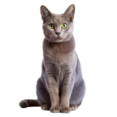 russian blue cat 