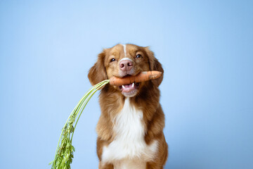 Cute dog holding a carrot in its mouth