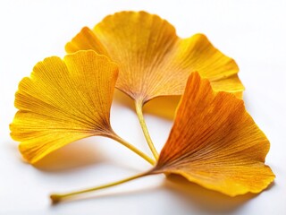 Naklejka premium Macro Autumn Ginkgo Biloba Leaves, Isolated White Background, Golden Yellow Fall Foliage