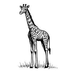 Naklejka premium Detailed illustration of a graceful giraffe standing elegantly amidst lush grass in a vintage engraving style