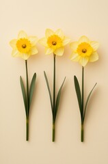 Obraz premium Bright yellow daffodils in a row on soft neutral background, symbolizing spring blooms and fresh beginnings
