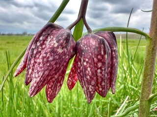 Fritillaire pintade dans un pré 